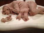 LAS MONSTRUOSAS ESCULTURAS DE PATRICIA PICCININI LAS MONSTRUOSAS ESCULTURAS DE PATRICIA PICCININI