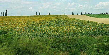 campos de girasoles camino de bratislava