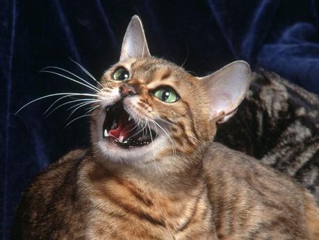 ¿Por qué los gatos maúllan? Causas y soluciones Cuando no puedes encontrar la causa del exceso de maullidos de tu gato, consulta con un veterinario