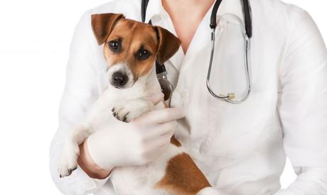 diagnostico de insuficiencia renal en perros