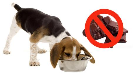 alimentos prohibidos perro alimentos prohibidos perro