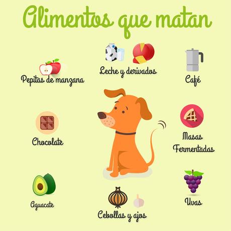 Alimentos que matan a los perros alimentos prohibidos para perros