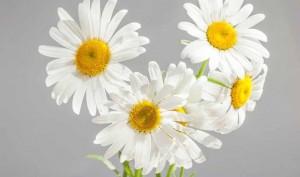 Manzanilla con anís para eliminar los orzuelos Manzanilla con anís para eliminar los orzuelos