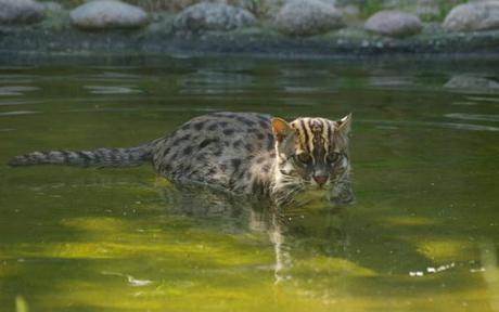 fishing-cat-15090705