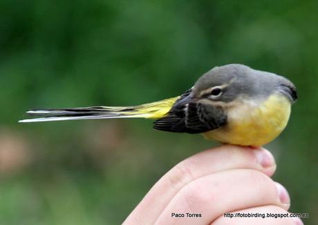 Anillamiento en Sant Adrià: Motacilla cinerea Anillamiento en Sant Adrià: Motacilla cinerea