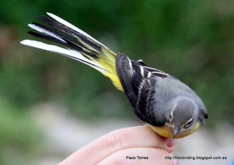 Anillamiento en Sant Adrià: Motacilla cinerea Anillamiento en Sant Adrià: Motacilla cinerea
