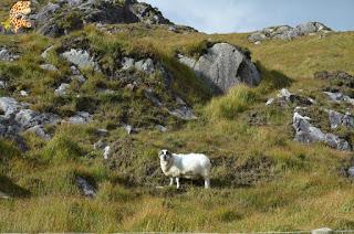 Irlanda en 10 días (IV): Gap of Dunloe, castillo de Blarney y Cork Irlanda en 10 días (IV): Gap of Dunloe, castillo de Blarney y Cork