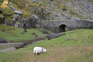 Irlanda en 10 días (IV): Gap of Dunloe, castillo de Blarney y Cork Irlanda en 10 días (IV): Gap of Dunloe, castillo de Blarney y Cork