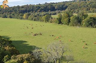 Irlanda en 10 días (IV): Gap of Dunloe, castillo de Blarney y Cork Irlanda en 10 días (IV): Gap of Dunloe, castillo de Blarney y Cork