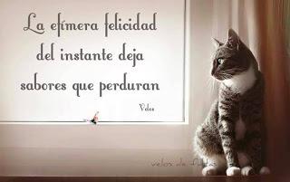 2ª semana #NaNoWriMo 2ª semana #NaNoWriMo