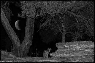 Nocturnas desde el Barranco de La Hoz
