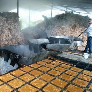 La Panela / Raw Sugar Cane