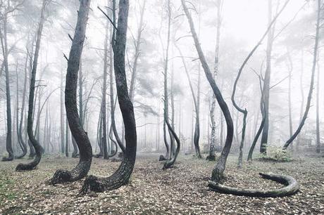 un misterioso bosque en Polonia