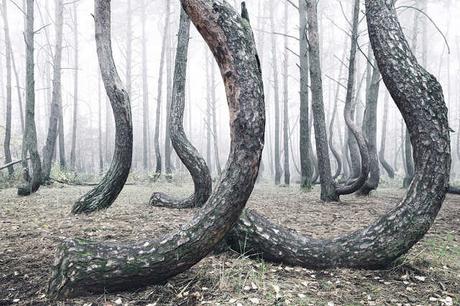 un misterioso bosque en Polonia