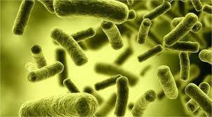 EL VIRUS DE LA ESTUPIDEZ Virus