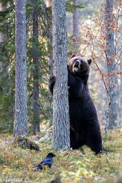 Oso pardo, la mole Oso pardo, la mole