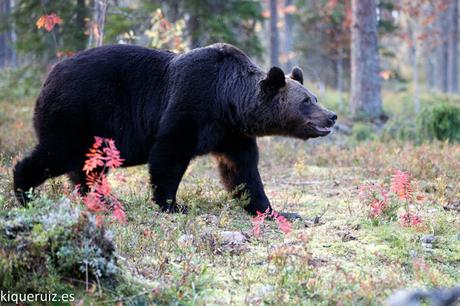 Oso pardo, la mole Oso pardo, la mole