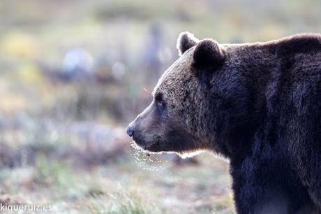 Oso pardo, la mole Oso pardo, la mole