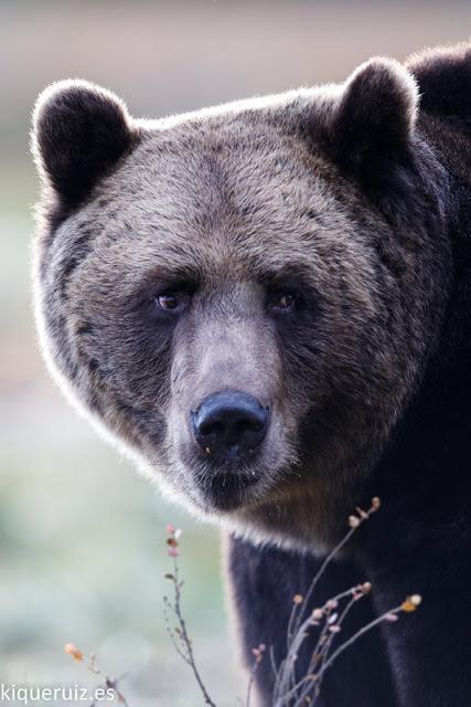 Oso pardo, la mole Oso pardo, la mole