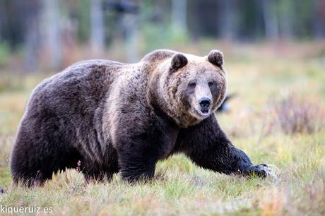 Oso pardo, la mole Oso pardo, la mole