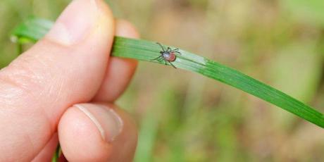 Enfermedad miyamotoi Borrelia, aparece en Estados Unidos y Reino Unido