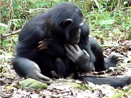 la ayuda mutua como un signo en la evolución el mundo