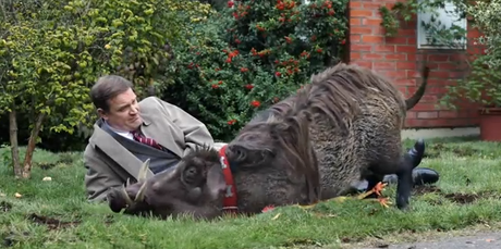 Un jabalí, el mejor amigo de un hombre Un jabalí, el mejor amigo de un hombre
