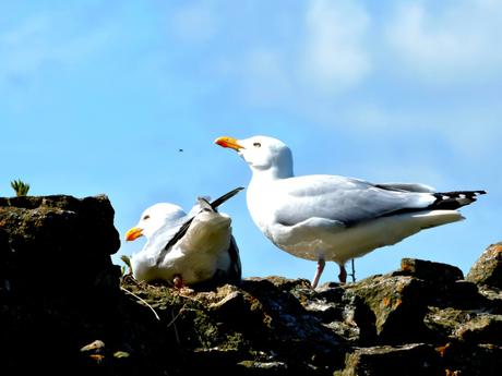 Gaviotas argénteas (Larus argentatus)