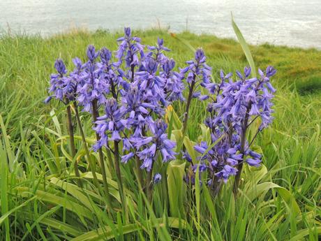 Jacintos de bosque (Hyacinthoides hispanica), una especie alóctona y bastante invasora. Se distingue del autóctono (H. non-scripta) por la forma de las espigas florales, que son colgantes en el segundo y las flores se abren curvando más sus pétalos.