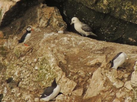 Una escena sorprendente: un fulmar acude a su huevo, bajo la atenta mirada de un frailecillo atlántico (Fratercula arctica). Abajo, dos araos comunes.