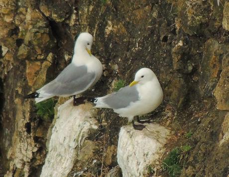 Gaviotas tridáctilas (Rissa tridactyla) [Kittiwake]