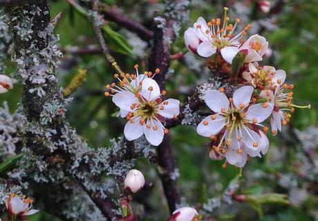 Flores de un arbusto de endrino (Prunus spinosa) cercano a la abadía de Rievaulx. 