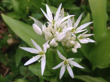 Ajo de oso (Allium ursinum), otra de las plantas típicas de los bosques ingleses.