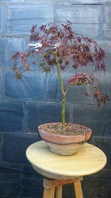 Acer Palmatum Seiryu y Sus comienzos . Acer Palmatum Seiryu y Sus comienzos .