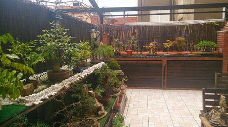 Acer Palmatum Seiryu y Sus comienzos . Acer Palmatum Seiryu y Sus comienzos .