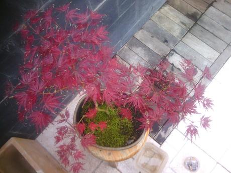 Acer Palmatum Seiryu y Sus comienzos . Acer Palmatum Seiryu y Sus comienzos .