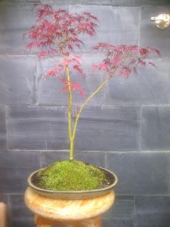 Acer Palmatum Seiryu y Sus comienzos . Acer Palmatum Seiryu y Sus comienzos .