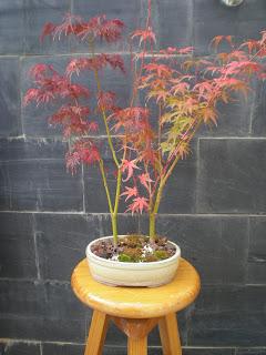 Acer Palmatum Seiryu y Sus comienzos . Acer Palmatum Seiryu y Sus comienzos .