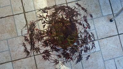 Acer Palmatum Seiryu y Sus comienzos . Acer Palmatum Seiryu y Sus comienzos .