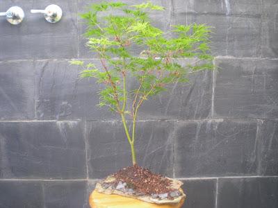 Acer Palmatum Seiryu y Sus comienzos . Acer Palmatum Seiryu y Sus comienzos .