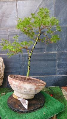 Acer Palmatum Seiryu y Sus comienzos . Acer Palmatum Seiryu y Sus comienzos .