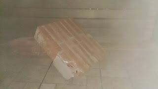 Acer Palmatum Seiryu y Sus comienzos . Acer Palmatum Seiryu y Sus comienzos .