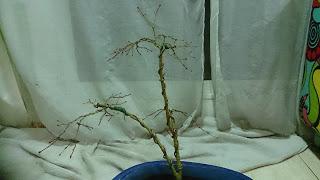 Acer Palmatum Seiryu y Sus comienzos . Acer Palmatum Seiryu y Sus comienzos .