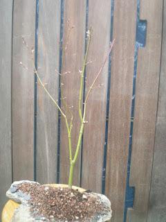 Acer Palmatum Seiryu y Sus comienzos . Acer Palmatum Seiryu y Sus comienzos .