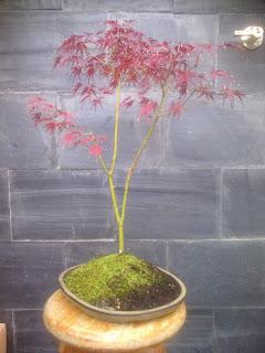 Acer Palmatum Seiryu y Sus comienzos . Acer Palmatum Seiryu y Sus comienzos .