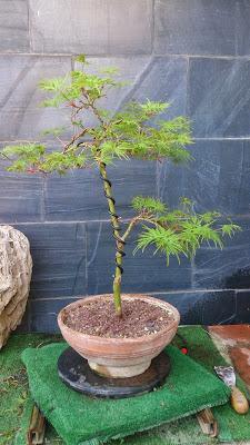 Acer Palmatum Seiryu y Sus comienzos . Acer Palmatum Seiryu y Sus comienzos .