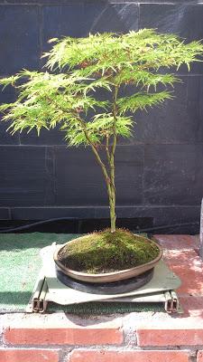 Acer Palmatum Seiryu y Sus comienzos . Acer Palmatum Seiryu y Sus comienzos .