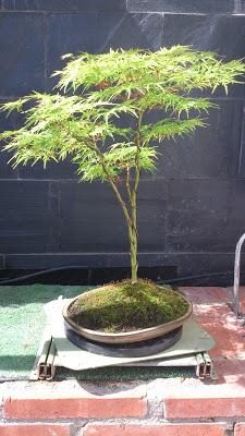 Acer Palmatum Seiryu y Sus comienzos . Acer Palmatum Seiryu y Sus comienzos .