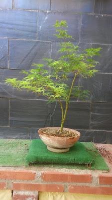 Acer Palmatum Seiryu y Sus comienzos . Acer Palmatum Seiryu y Sus comienzos .