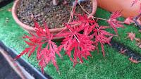 Acer Palmatum Seiryu y Sus comienzos . Acer Palmatum Seiryu y Sus comienzos .